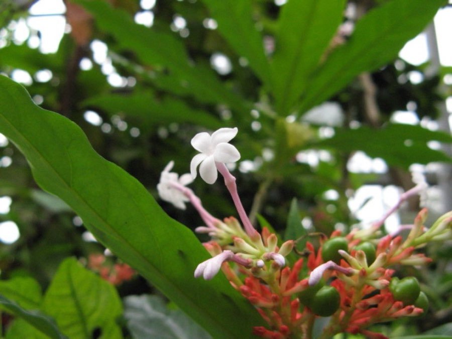 Rauwolfia serpentina plant with narrow green leaves and a cluster of small pink and white flowers on a red stalk