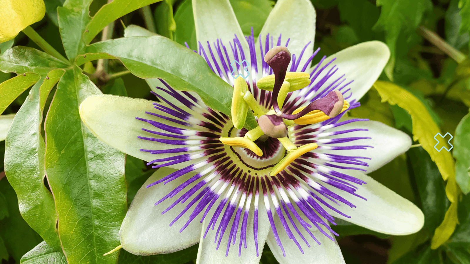 Passiflora Incarnata: Uses, Dosage, Side Effects, Composition, And More