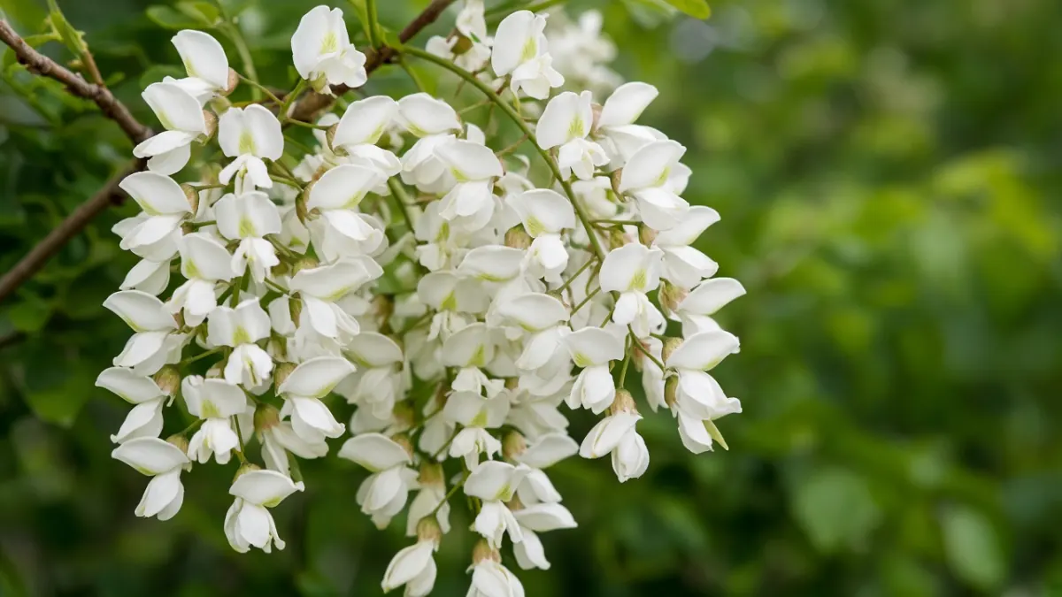 Robinia 30 Uses, Dosage & Side Effects | Pseudacacia Q