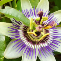 Passiflora Incarnata – Uses, Dosage, Side Effects, Composition, And More